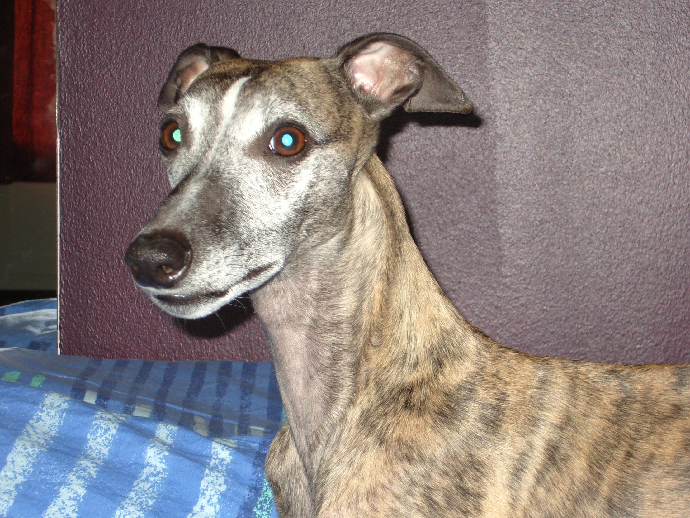 a large grey dog sitting on top of a bed