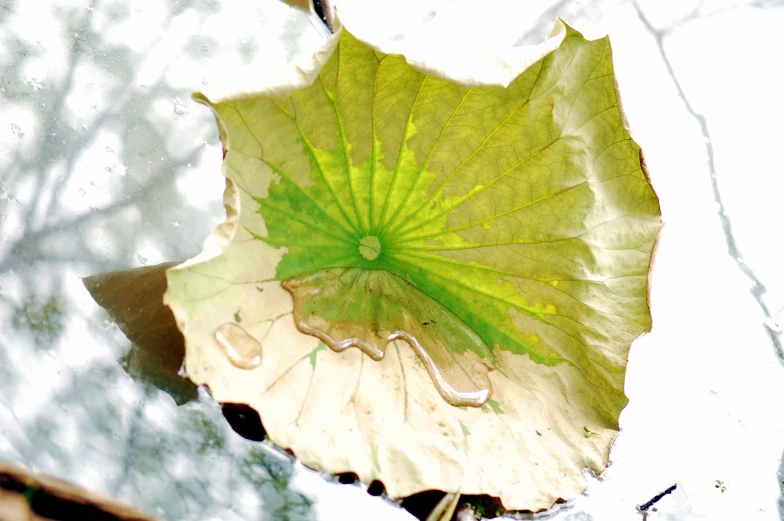 a leaf resting on the surface of some water