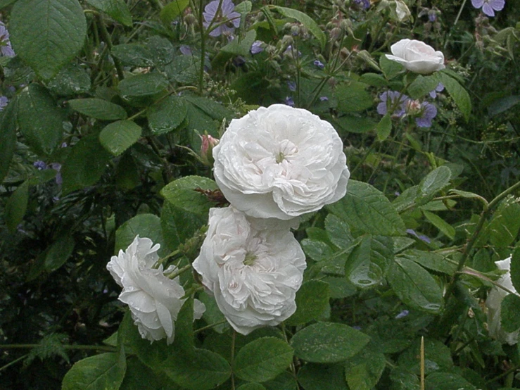 a bunch of white flowers with green leaves