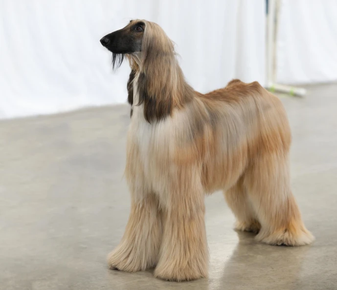a gy brown dog with black accents standing in front of a curtain