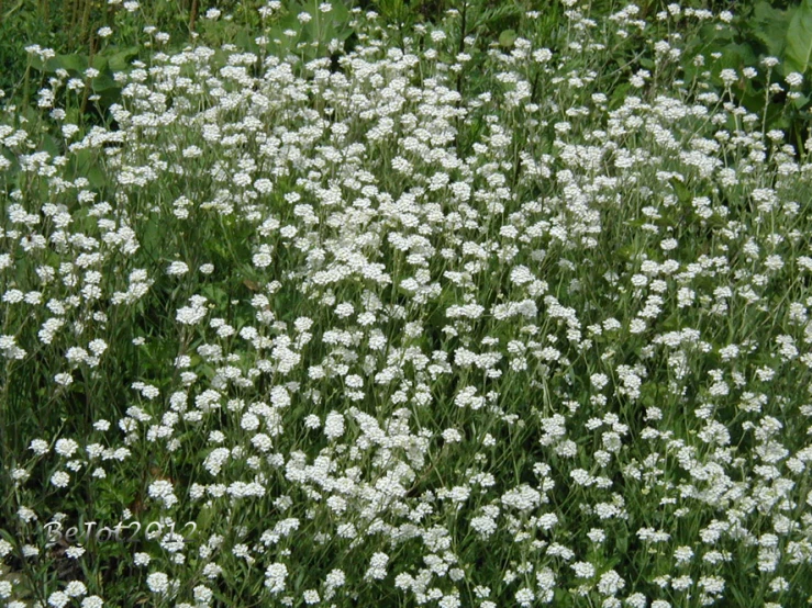 large bouquet of flowers in a field of grass