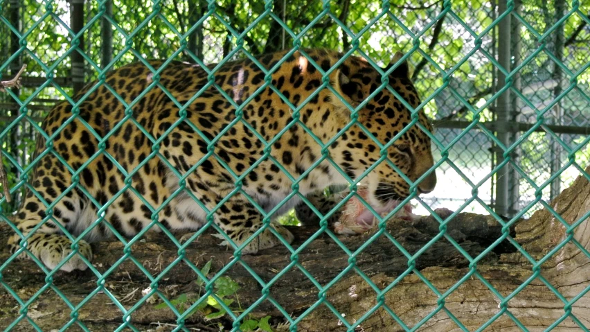 a large brown leopard standing behind a chain link fence
