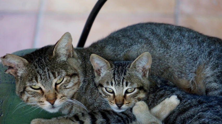 two cats lying side by side on a chair