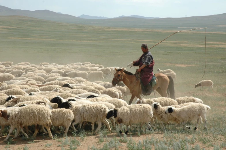 the cowboy rides his horse as he herds a flock of sheep