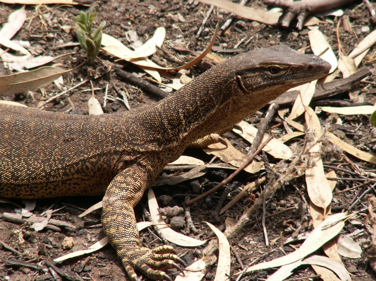 the large lizard is walking along on the ground