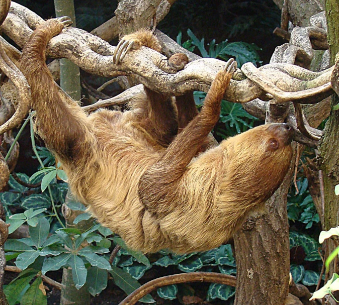 a brown sloth is hanging upside down from a nch