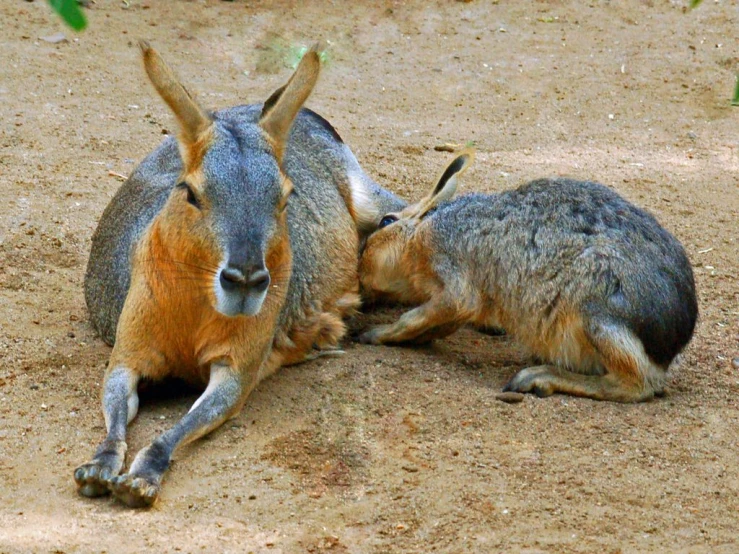 two kangaroos sitting side by side in the dirt