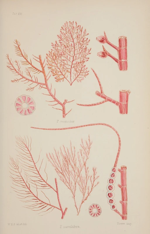 an image of some plant life in a drawing