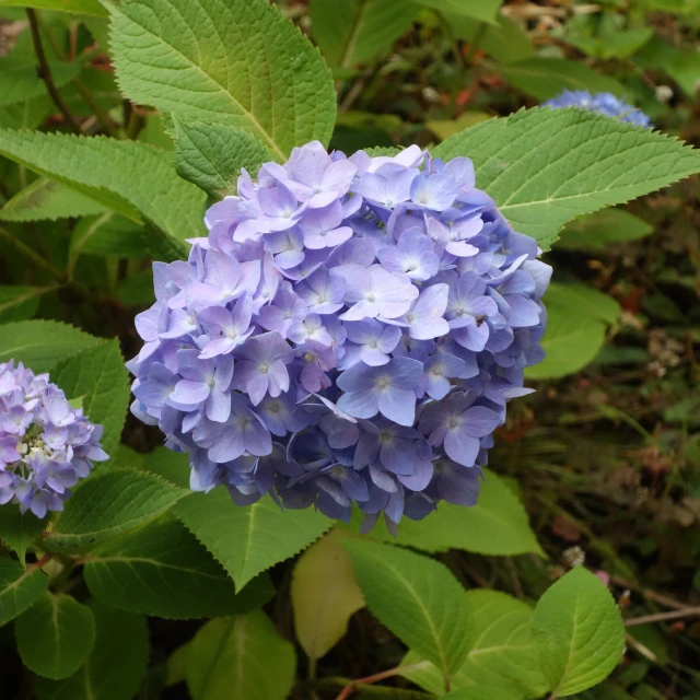 there are many blue flowers growing in the bush