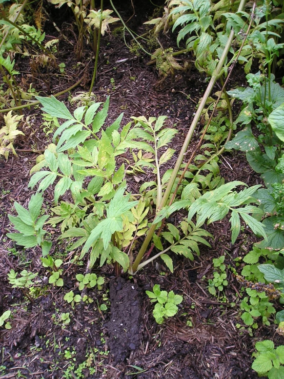 a green plant that is growing in the ground