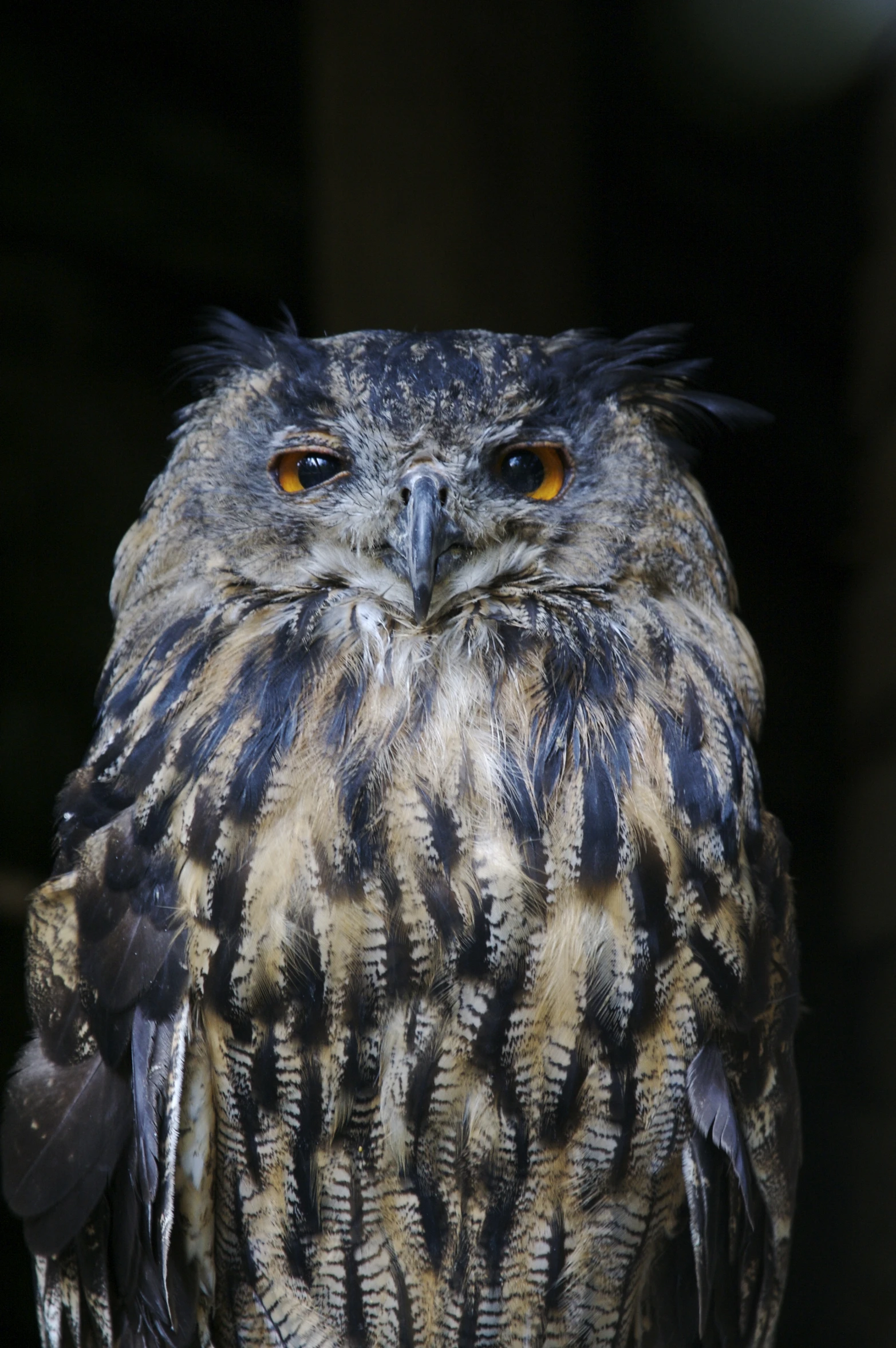 a bird with orange eyes looking at the camera