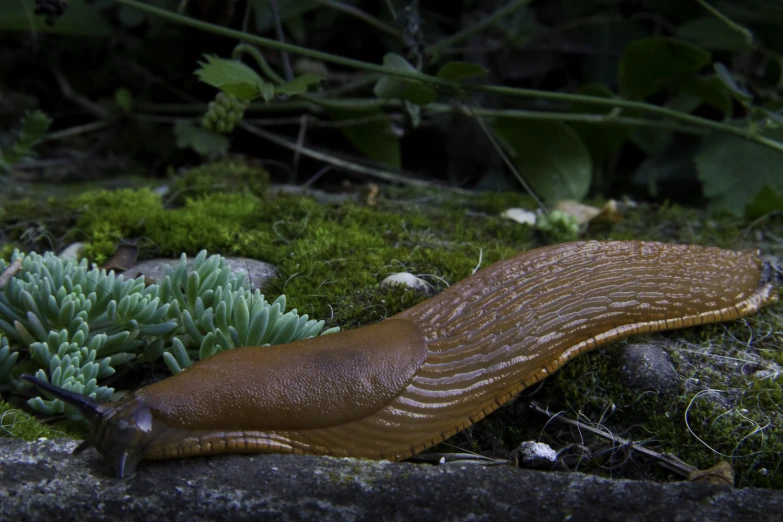 a slug is lying on a mossy surface