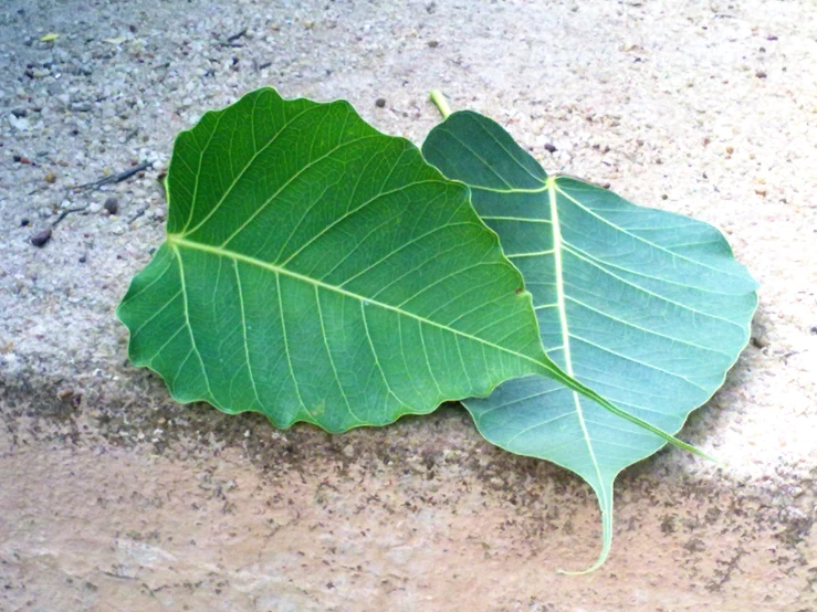 two leaves laying on the cement in front of the ground