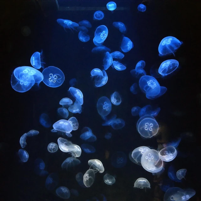 blue and white jellyfish in dark water