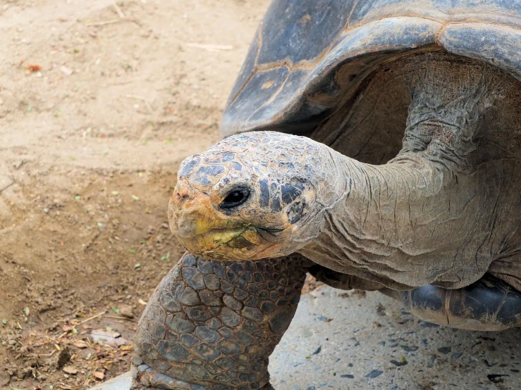 large tortoise walking towards camera in dirt area