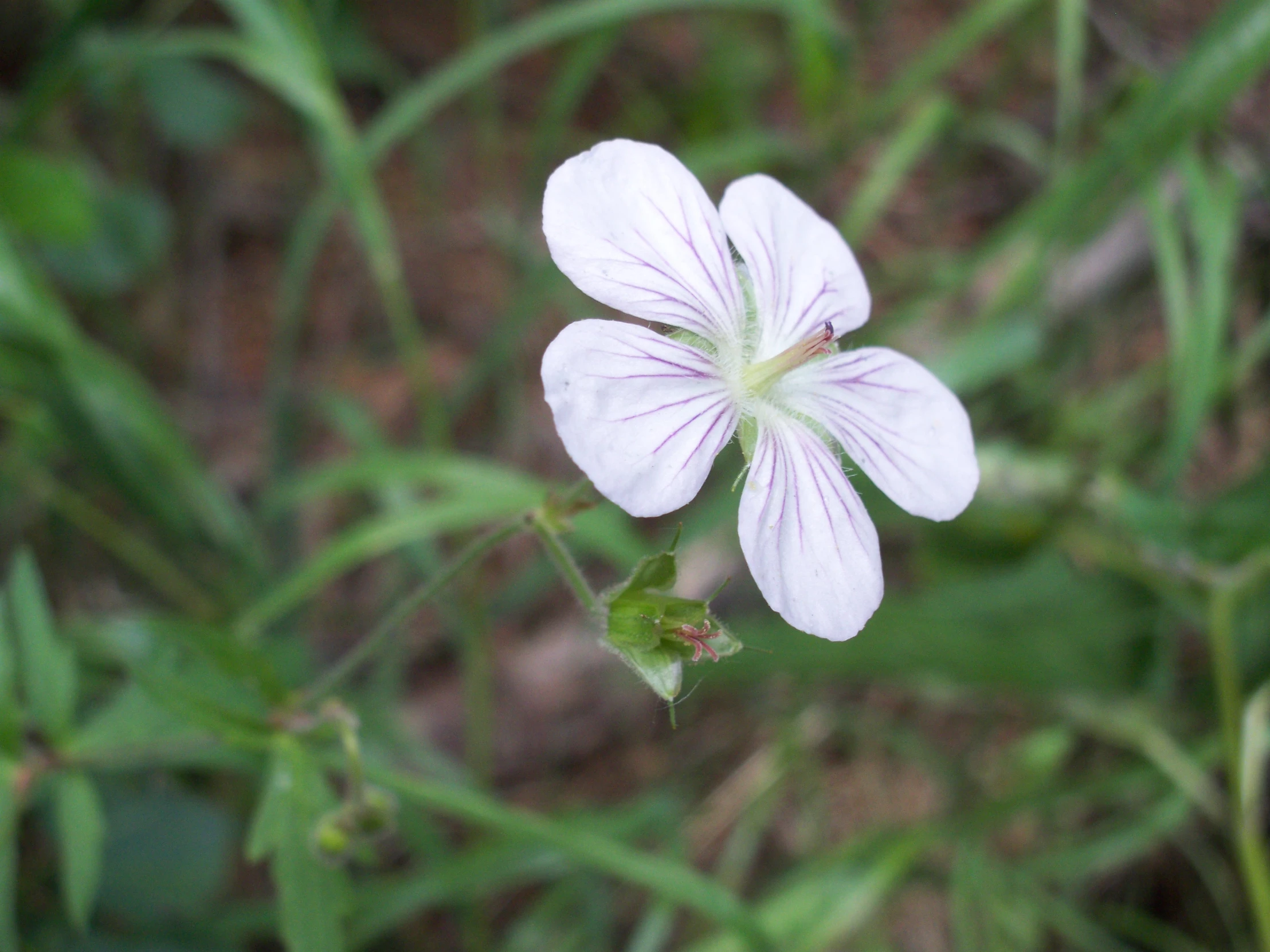 there is a pink flower that is growing