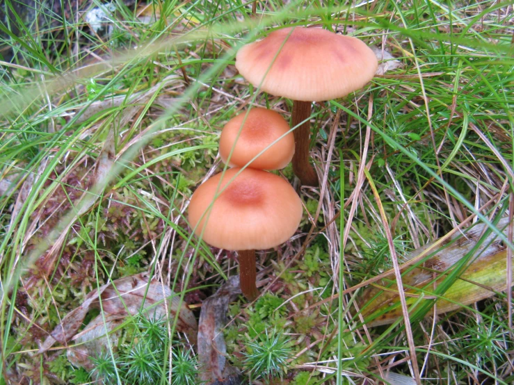 three mushrooms sitting in the green grass