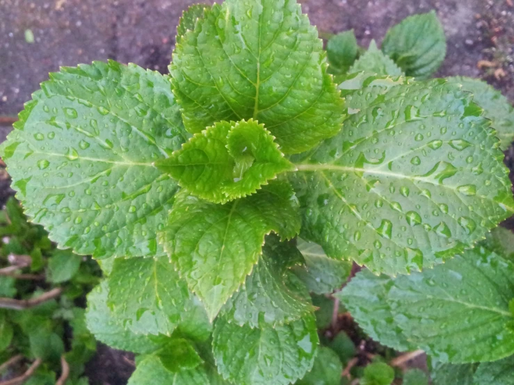 the leaves have been green and it is very wet