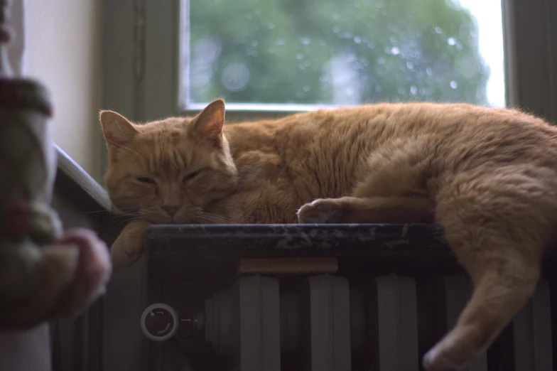 a large orange cat sleeps on top of the radiator