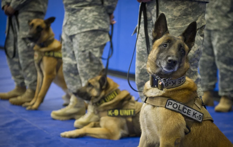 two service dogs sitting next to other dogs on a blue carpet