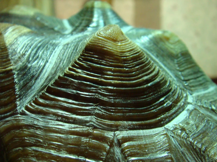 a close - up of a piece of wood showing ridges