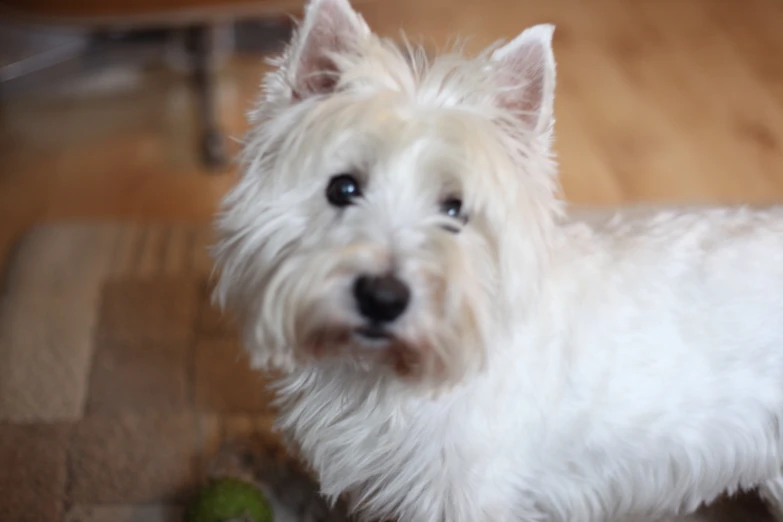 the small dog looks at the camera on the wood floor