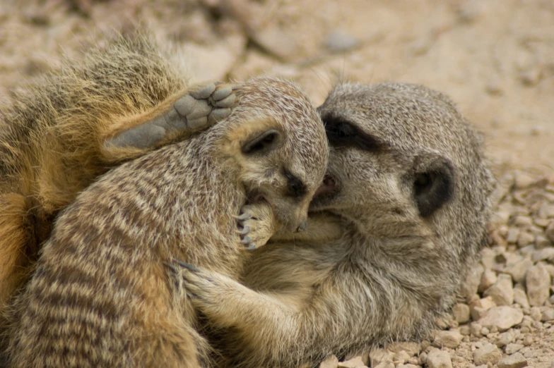 two young meerkats are playing in the dirt
