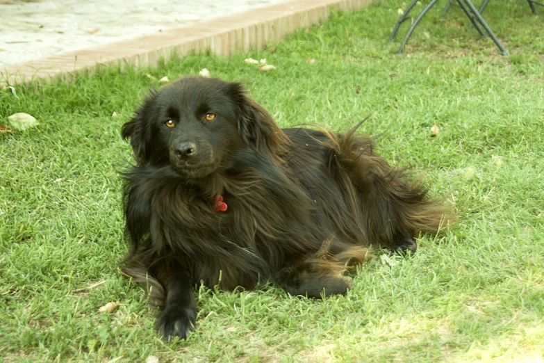 an gy black dog is relaxing in the yard