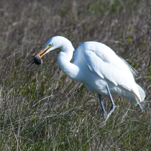 a close up of a large bird on a grassy area