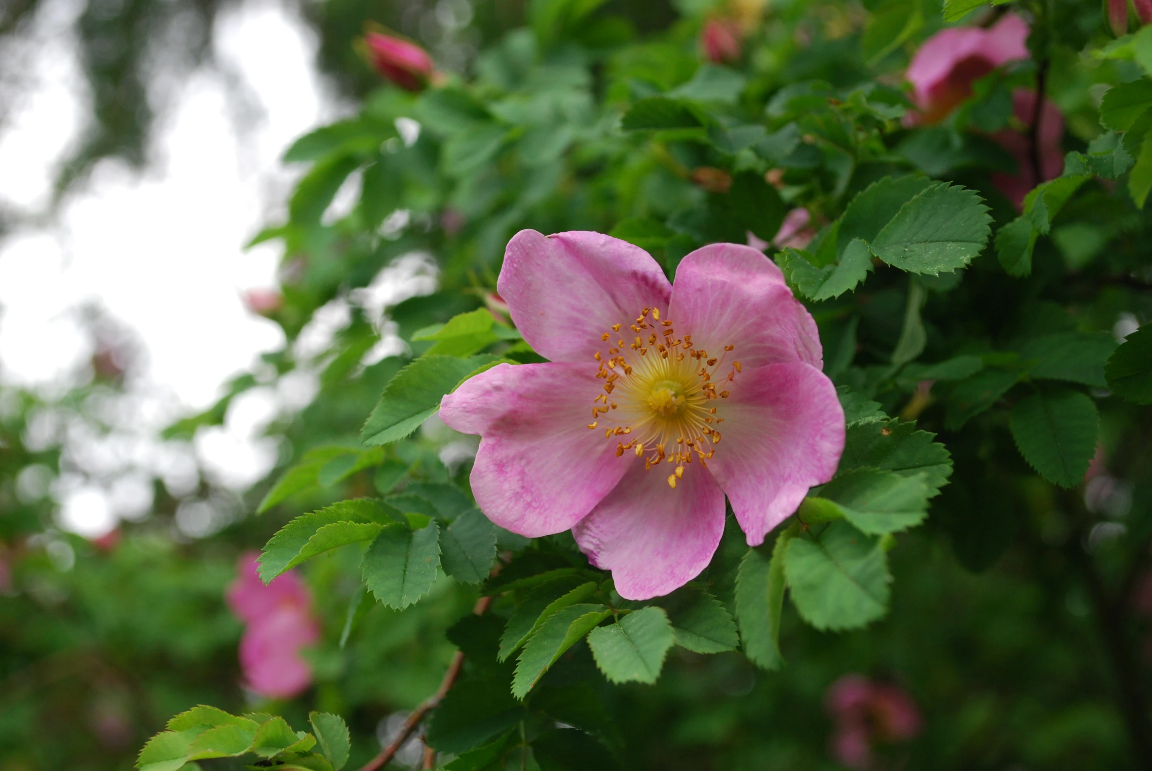 a pink rose grows next to some foliage