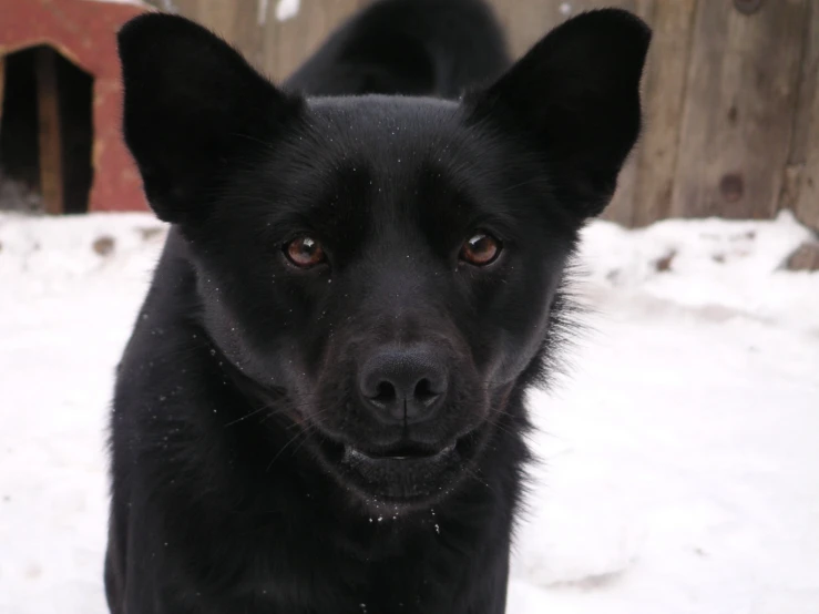 this black dog has a large face and is staring