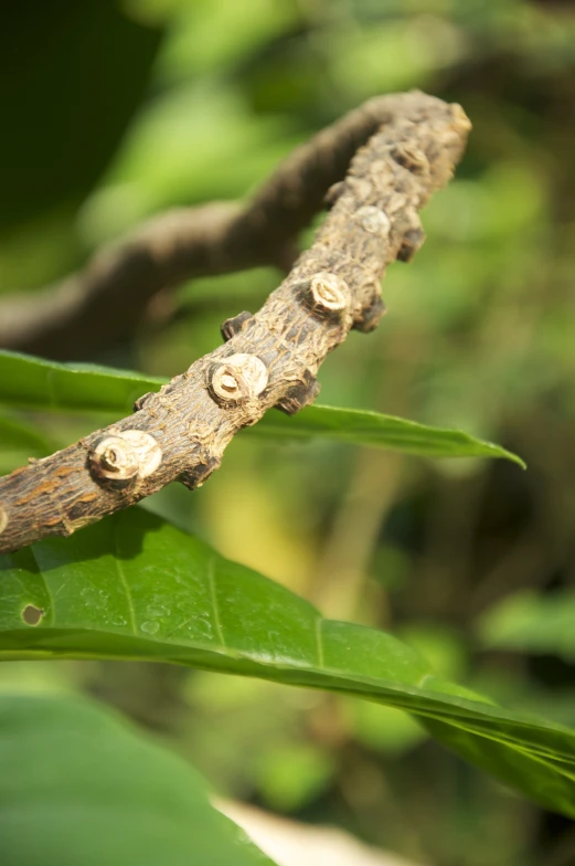 some little bugs on the end of a leaf