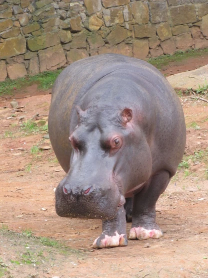 an hippopotamus standing on a dirt area