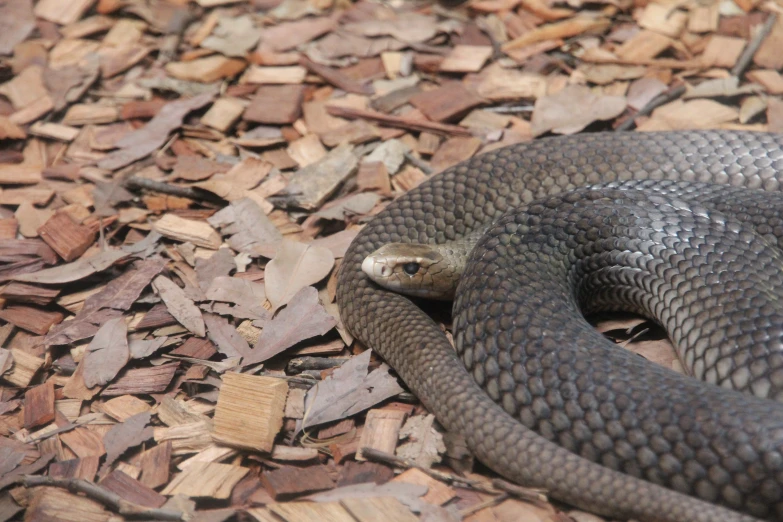 a close up view of a snake in the dirt