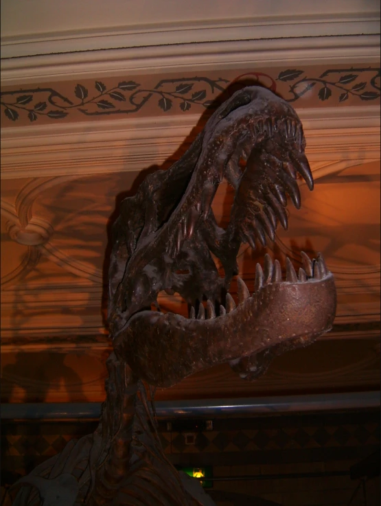 a large fossil with its mouth open in a museum exhibit