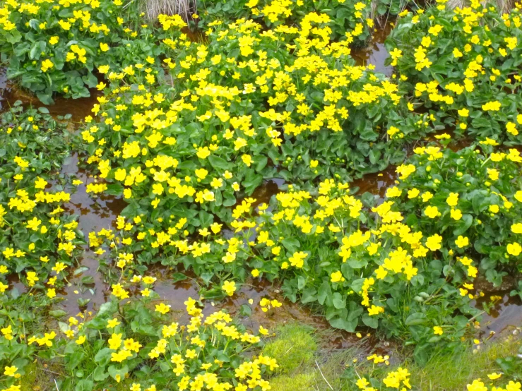 an aerial view of the plant life with yellow flowers