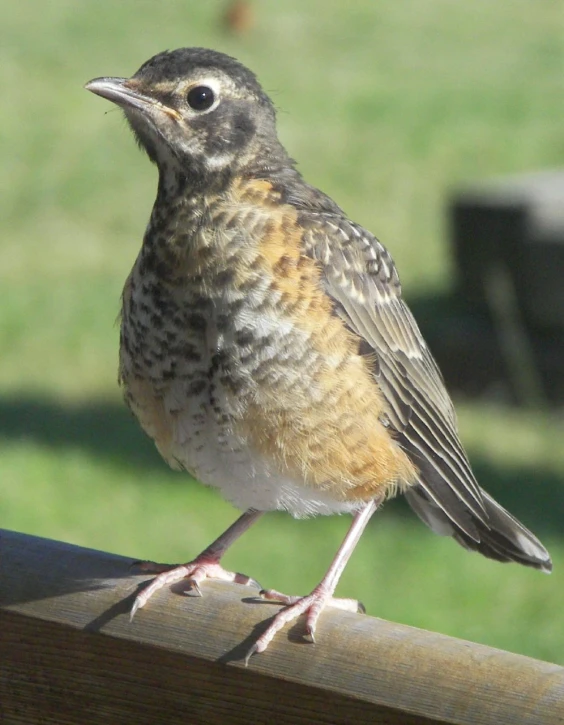 a small bird sitting on top of a wooden fence post