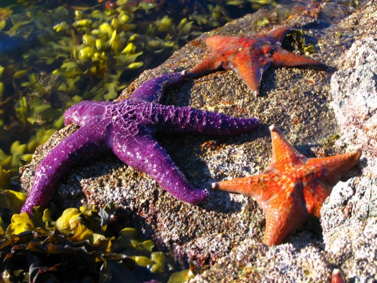 two purple starfishs in the water by some rocks