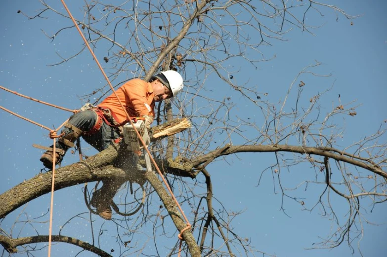 a man is in a tree high up in a tree