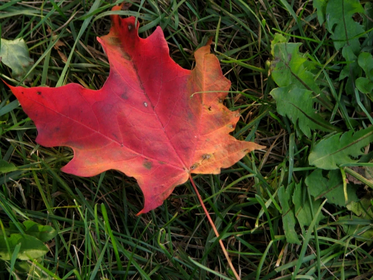 a leaf lies on the ground of some grass