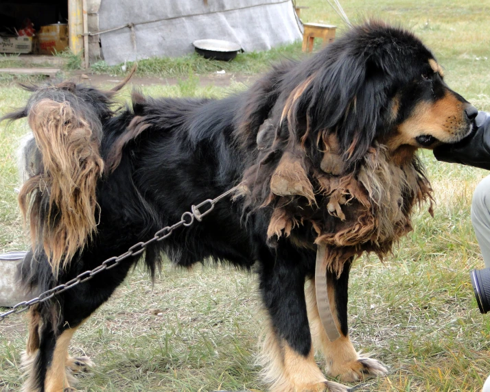 a dog  to a fence with a leash