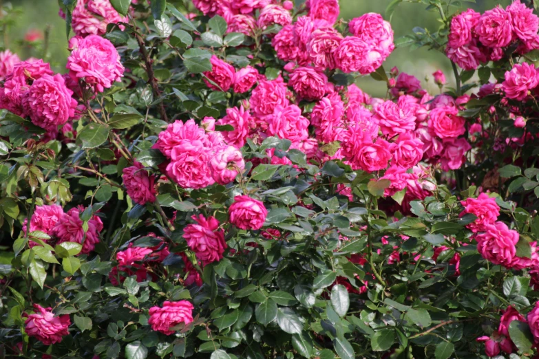 several red flowers in a bush with leaves