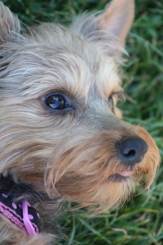 a dog sitting in the grass with a pink collar