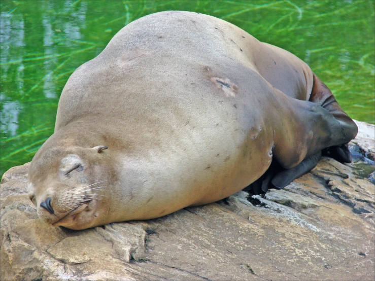 an animal lying on a rock by some water