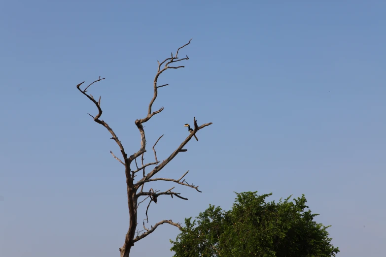 two birds are perched on the bare nches of an old tree