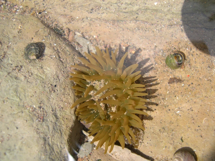 a plant with very long leaves on the ground