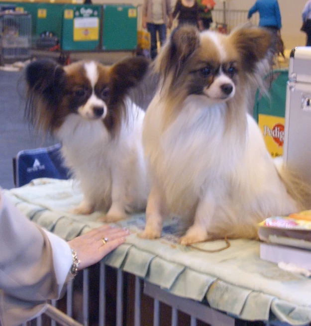 three small dogs are sitting on a table