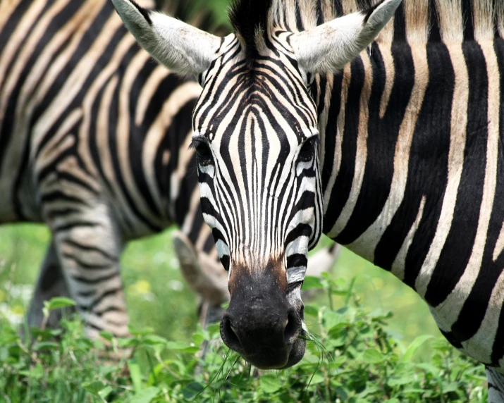 the backside of two zes are eating grass