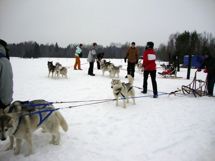 a man that is pulling some dogs on a leash