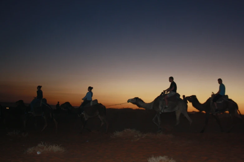 group of people riding on backs of camels through desert